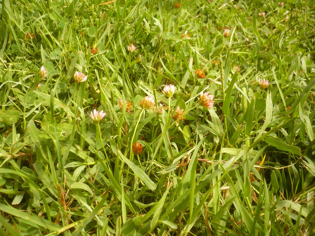Trifolium squamosum (Fabaceae)